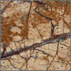 Rain Forest Gold